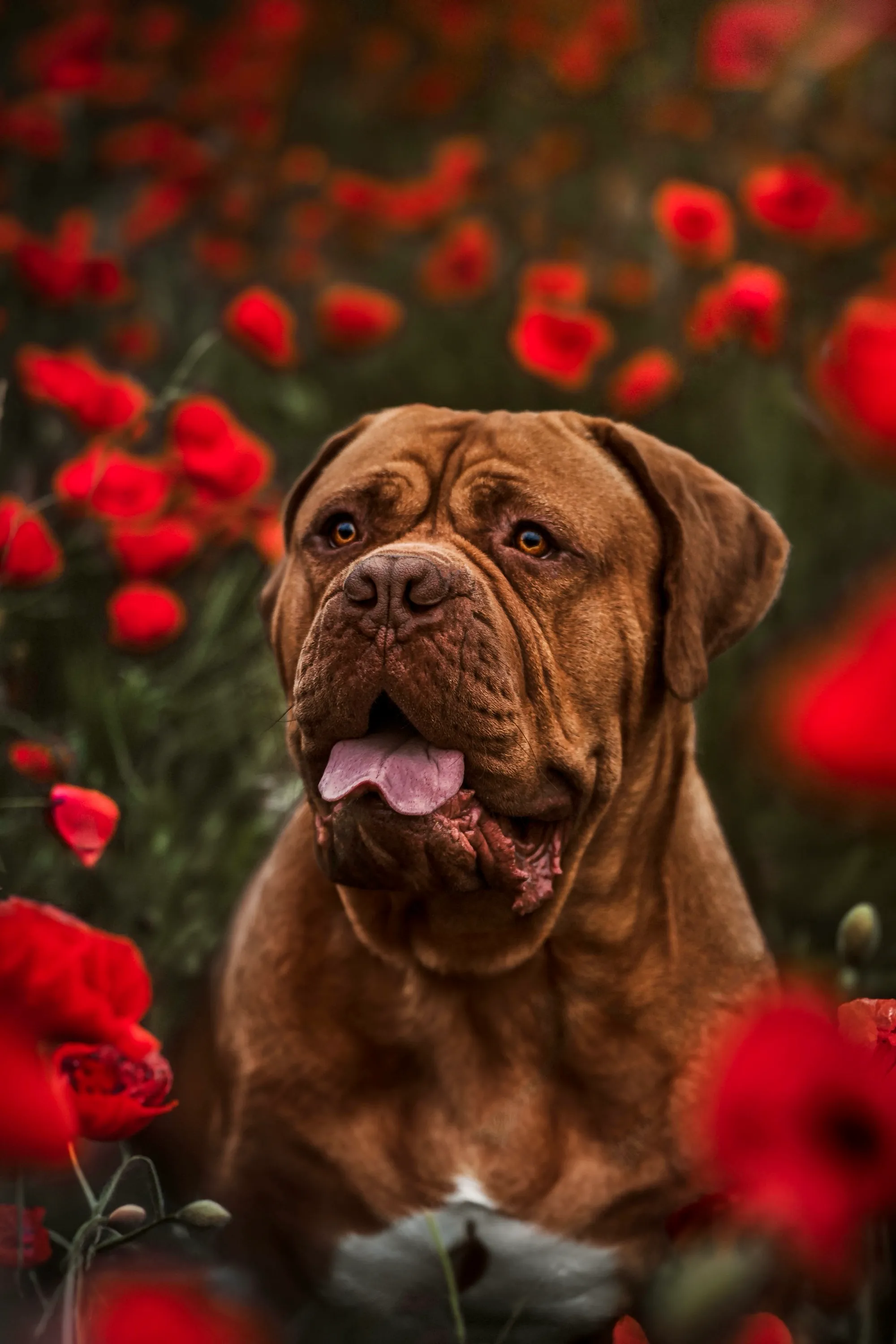 Bordeauxdogge sitzt aufmerksam in einem Feld voller roter Mohnblumen