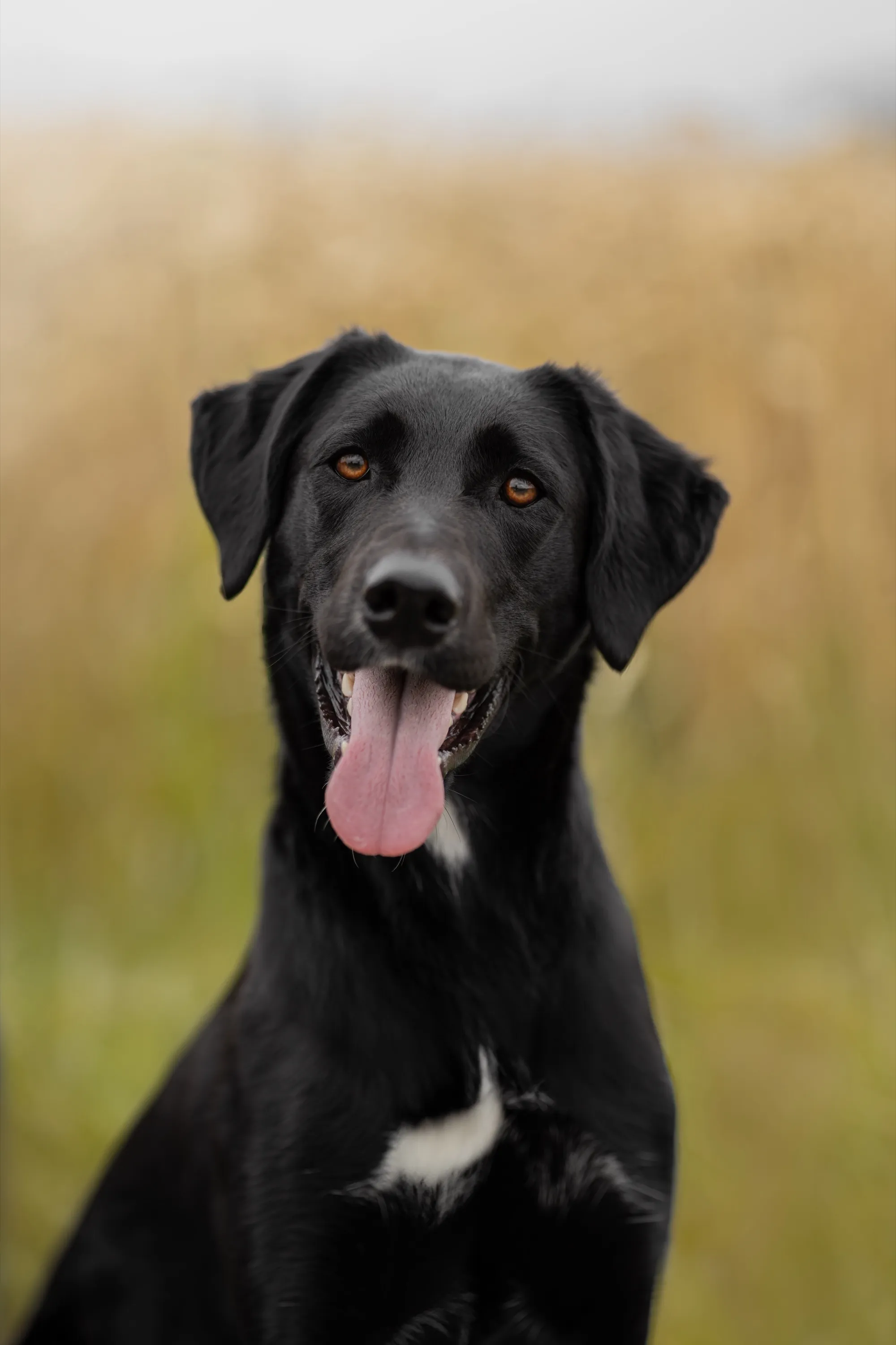 Schwarzer Hund mit heraushängender Zunge vor hohem, goldenem Gras