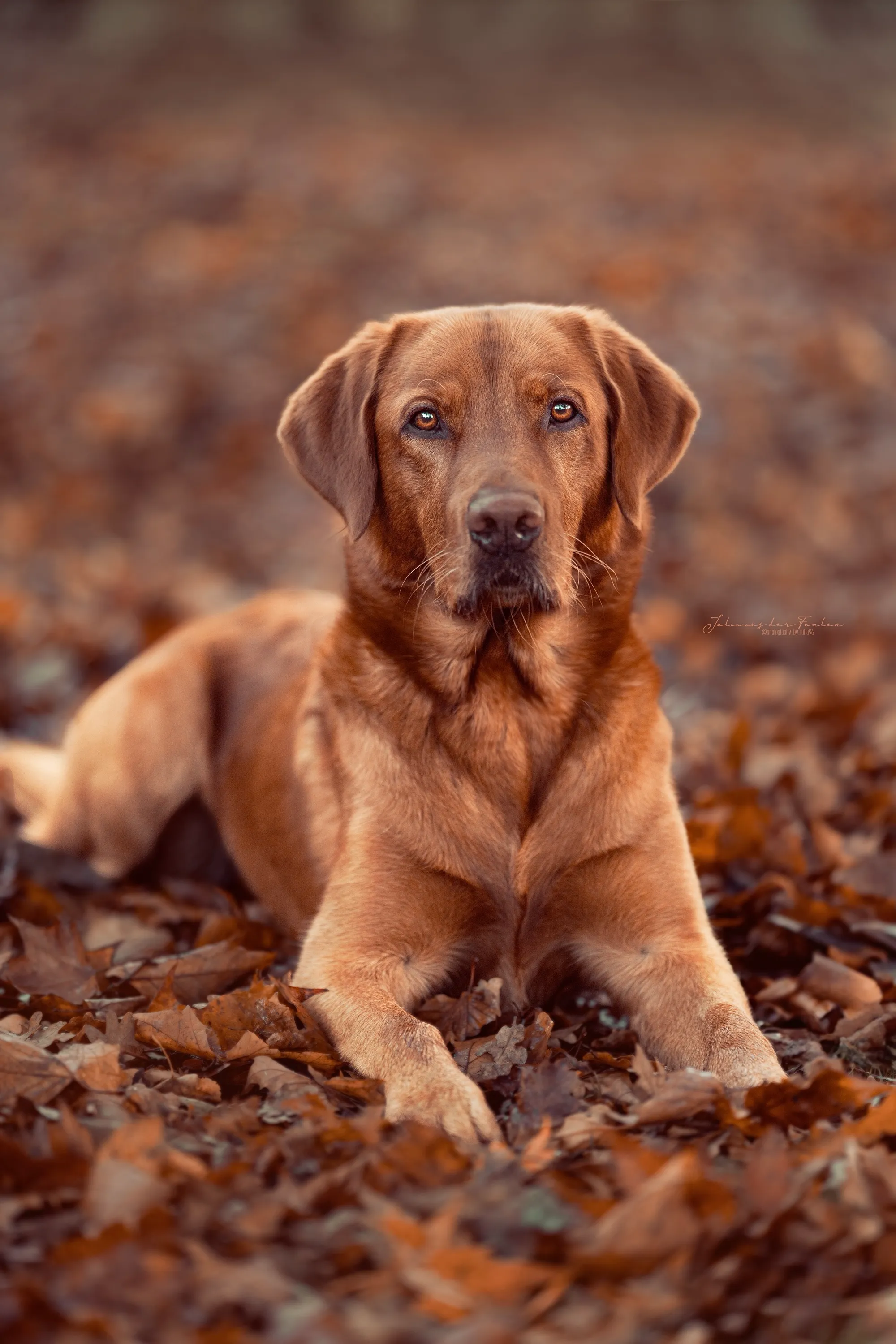 Fuchsroter Labrador liegt ruhig im herbstlichen Laub und blickt in die Kamera