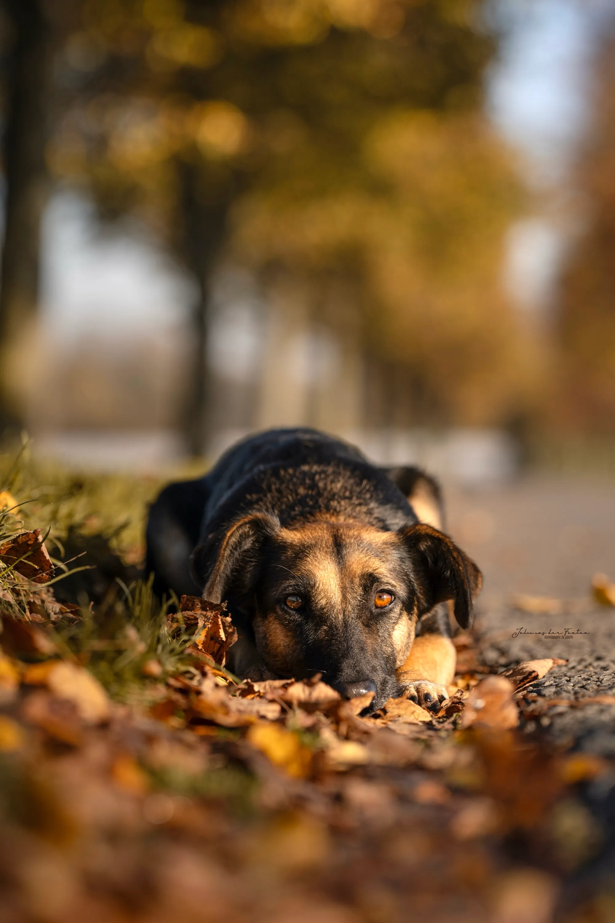 Schäferhund-Mischling liegt mit aufgelegtem Kopf auf einem herbstlichen Weg