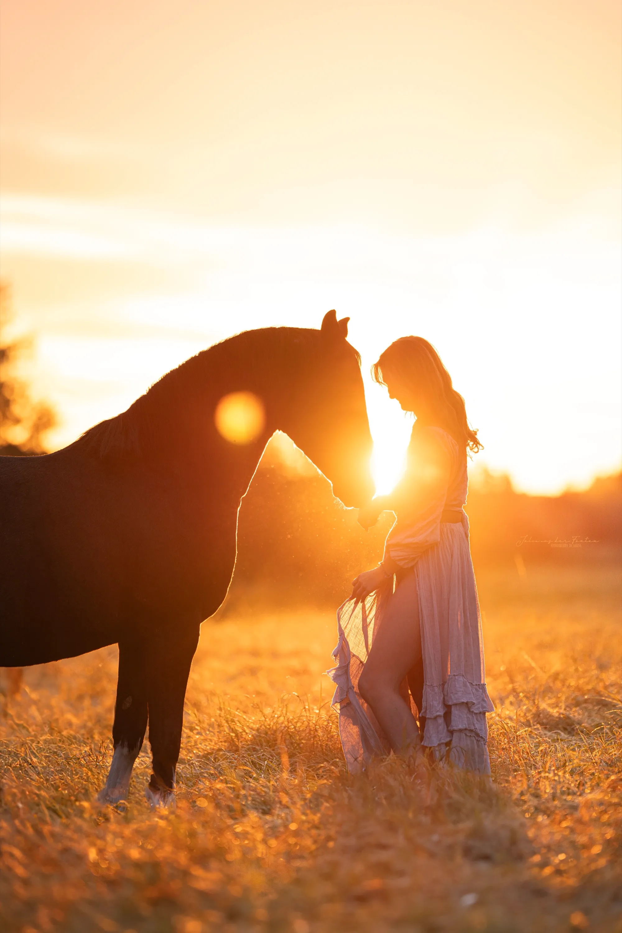 Frau und Pferd Nase an Nase als Silhouette im goldenen Gegenlicht