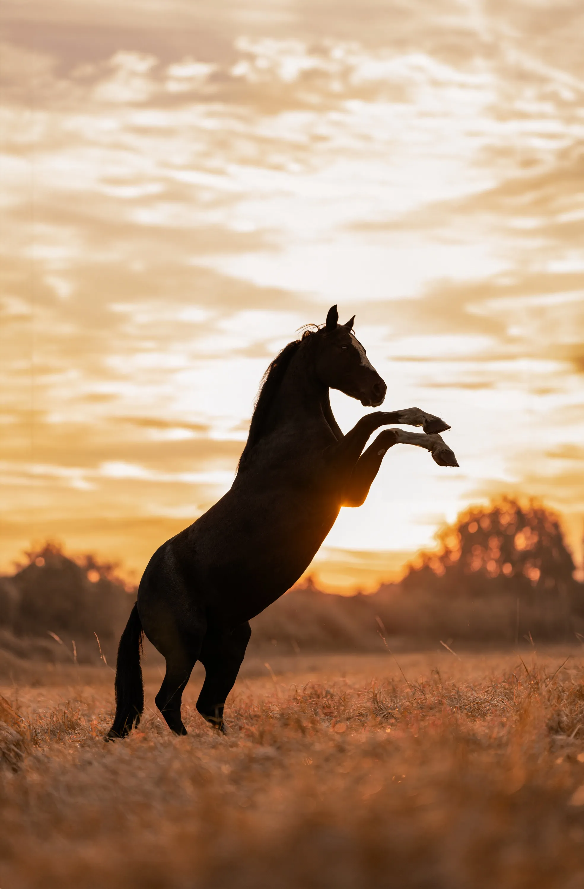 Steigendes Pferd als Silhouette vor leuchtend goldenem Abendhimmel