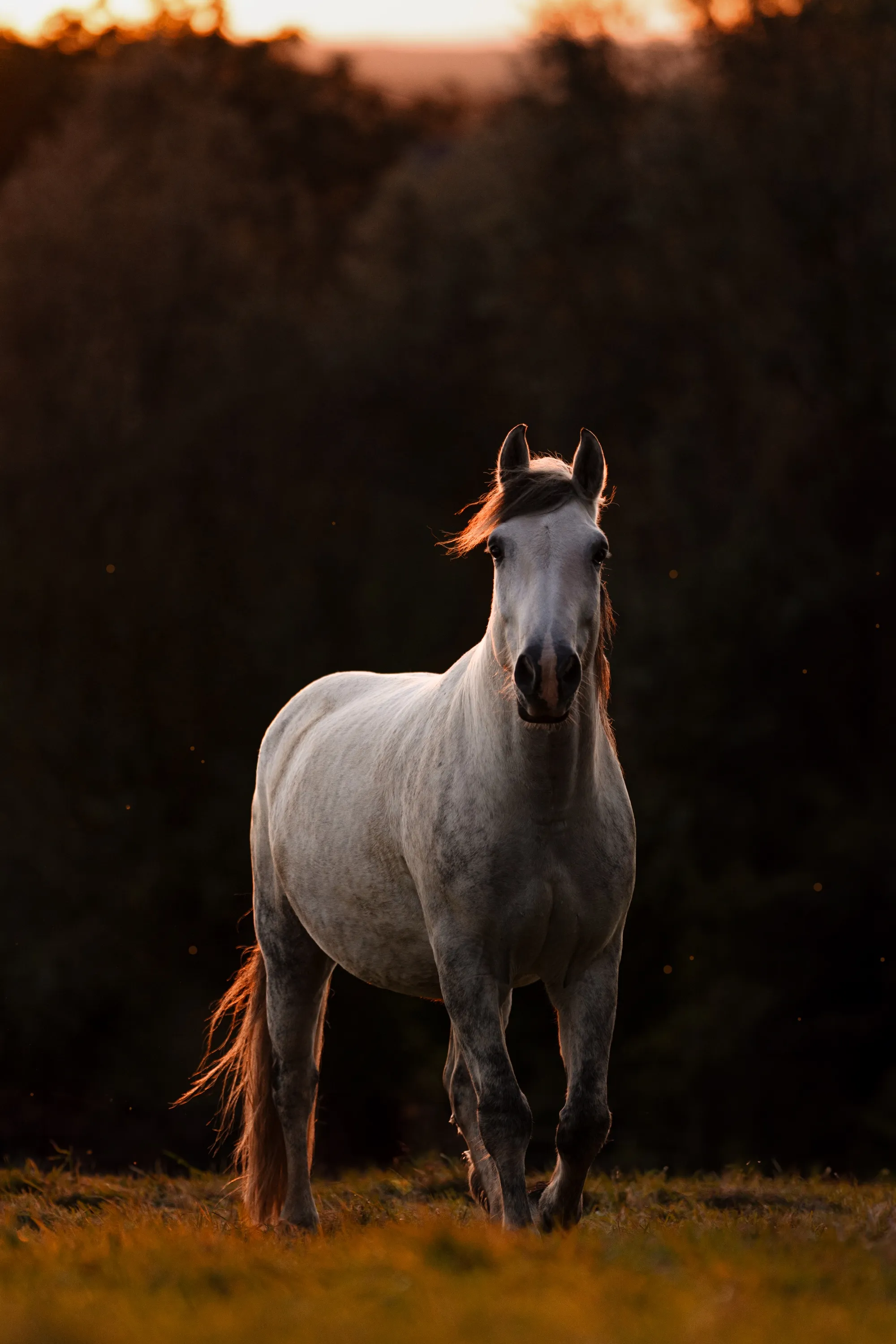 Helles Pferd steht bei Dämmerung vor dunklem Wald im warmen Abendlicht