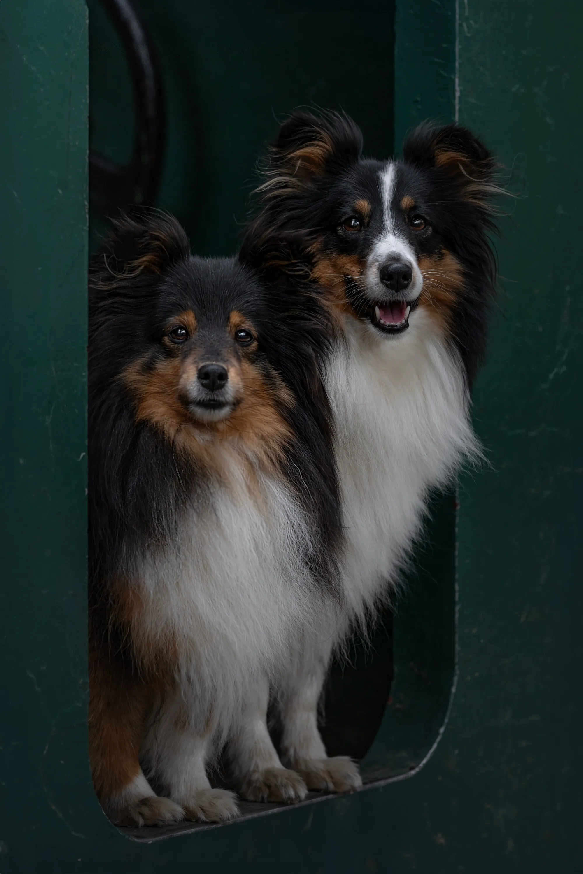 Zwei Shelties blicken gemeinsam aus einer grünen Öffnung heraus