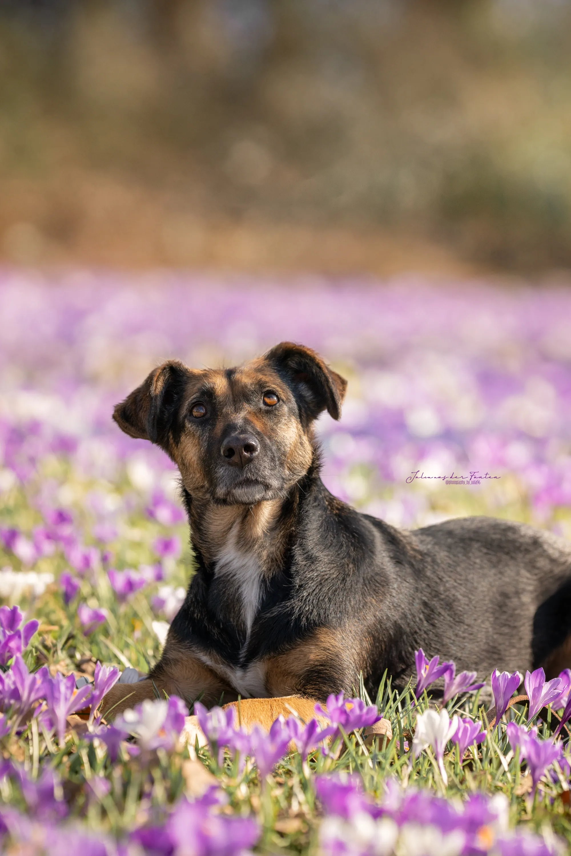 Schwarz-brauner Hund liegt entspannt in einem Feld blühender Krokusse