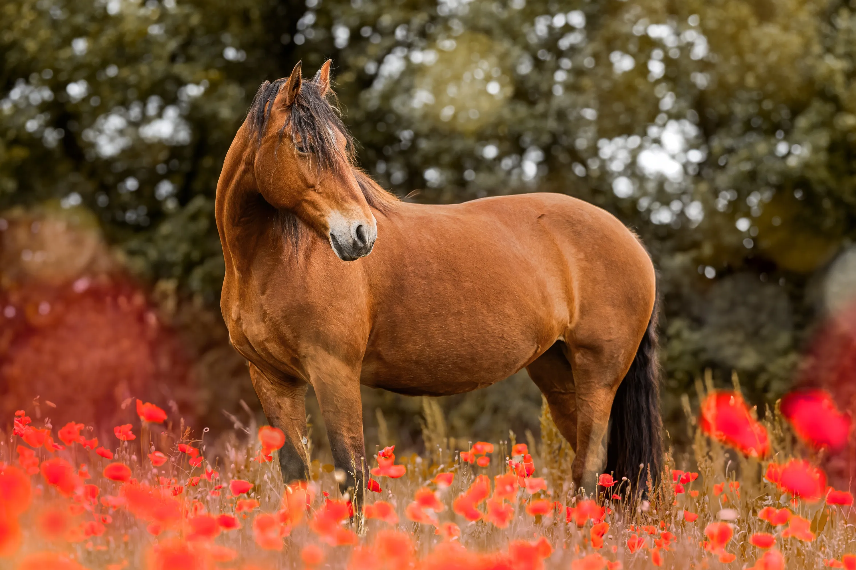 Braunes Pferd steht in einem weiten Feld voller roter Mohnblumen