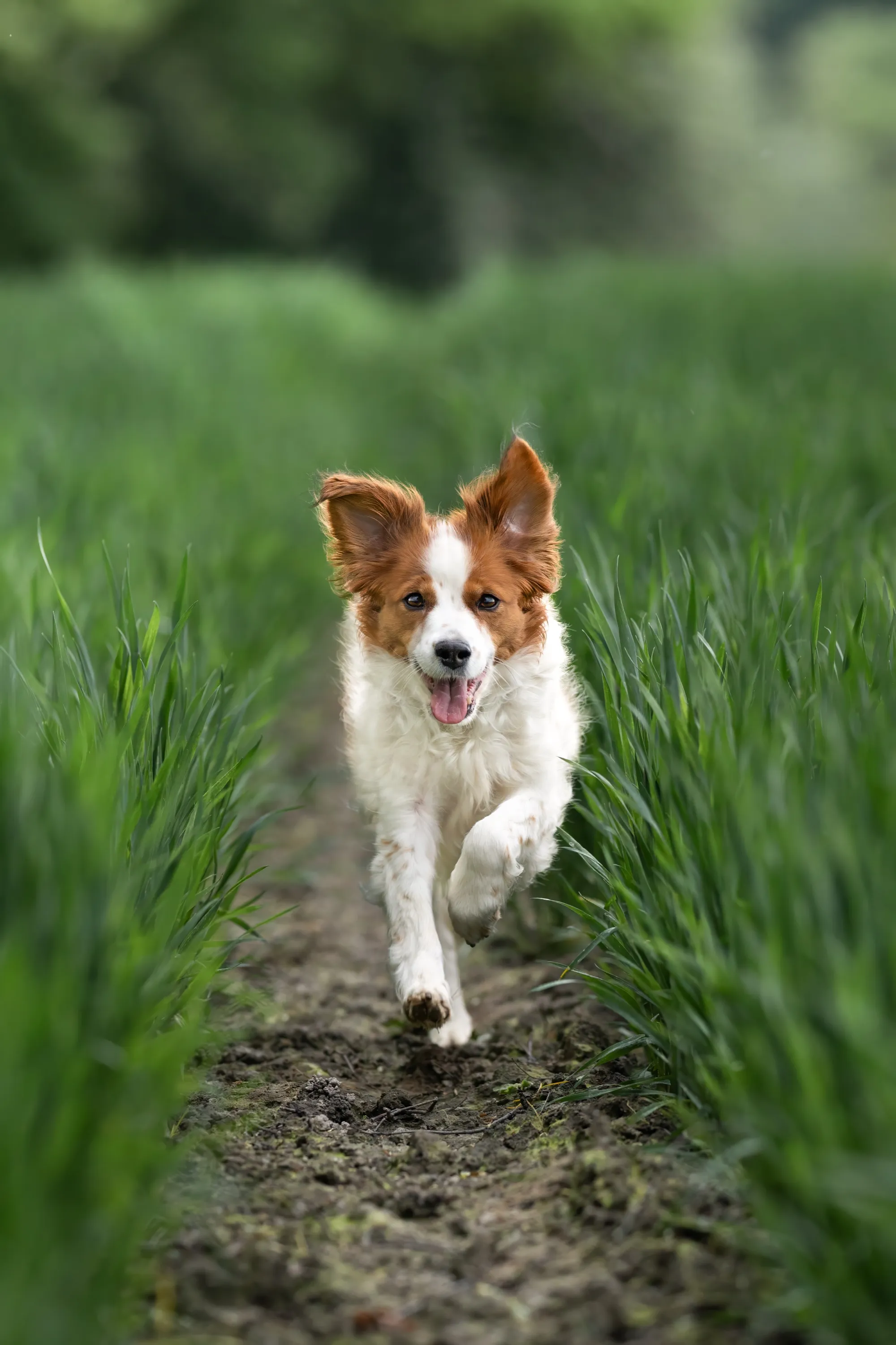 Rot-weißer Hund rennt fröhlich einen Feldweg zwischen grünen Feldern entlang