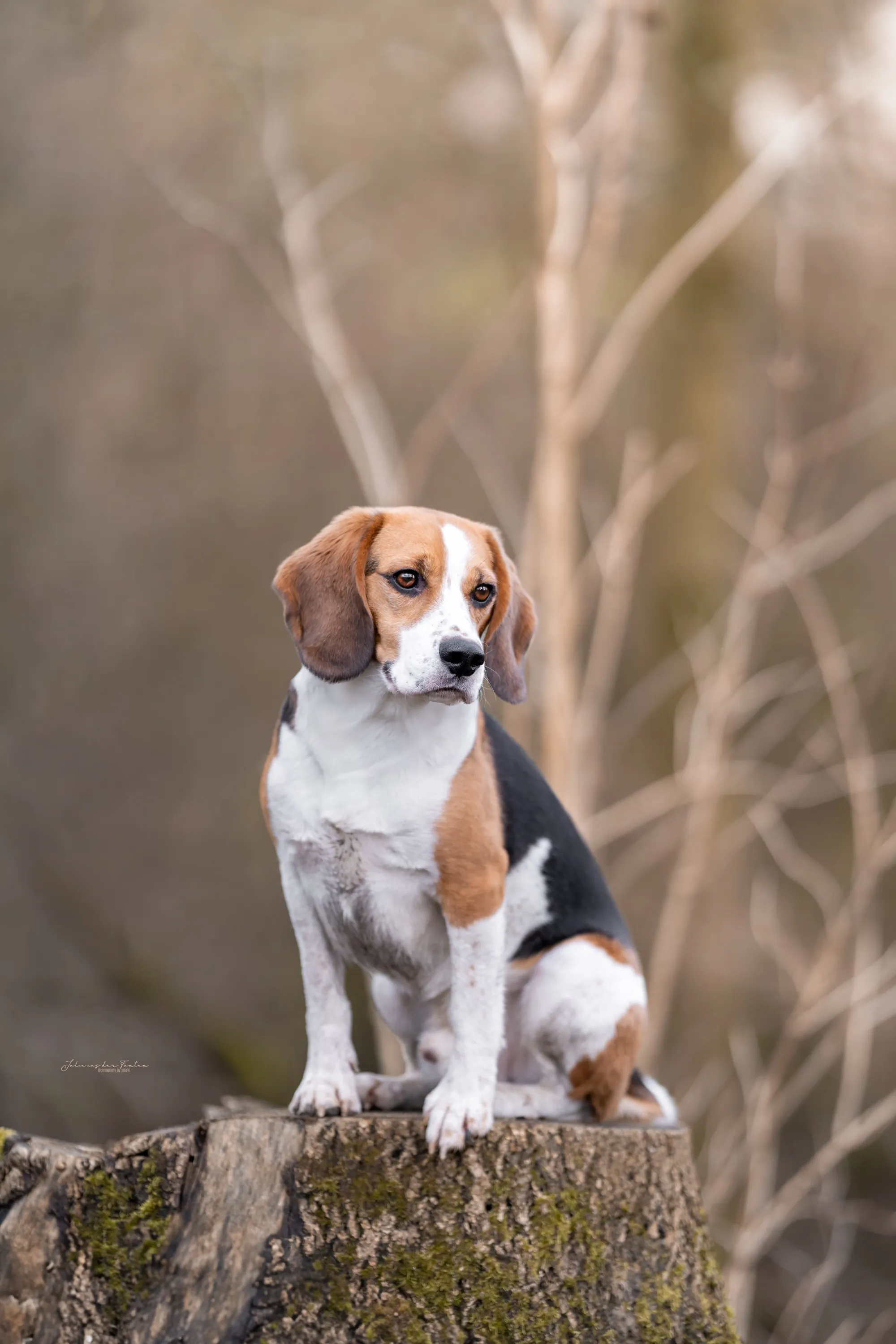 Beagle sitzt aufmerksam auf einem Baumstumpf vor kahlen Winterbäumen